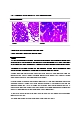 실험 11주차 생식세포분열의 관찰 결과 Report   (8 )